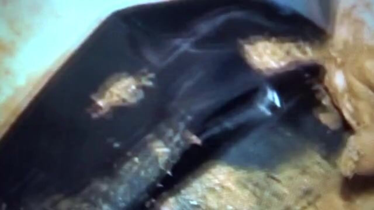 Veronica Moser gets her scat filled with her favorite kinds of poo