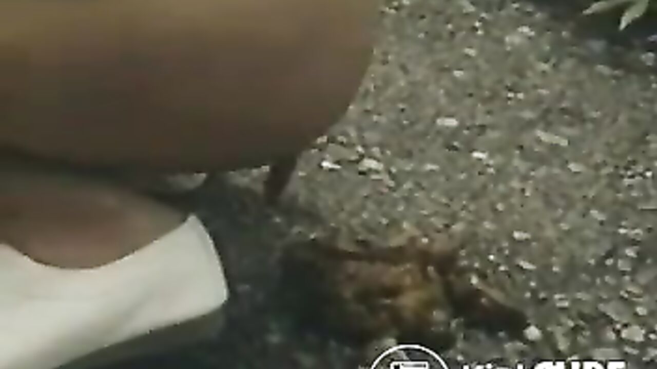 Watch the first episode of the Cube Series, featuring scat porn and scat girls!