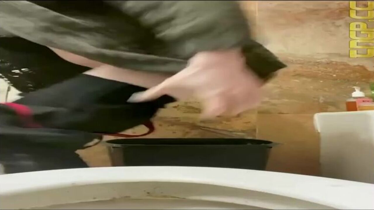 Watch as these scat slaves struggle to get free from their bondage