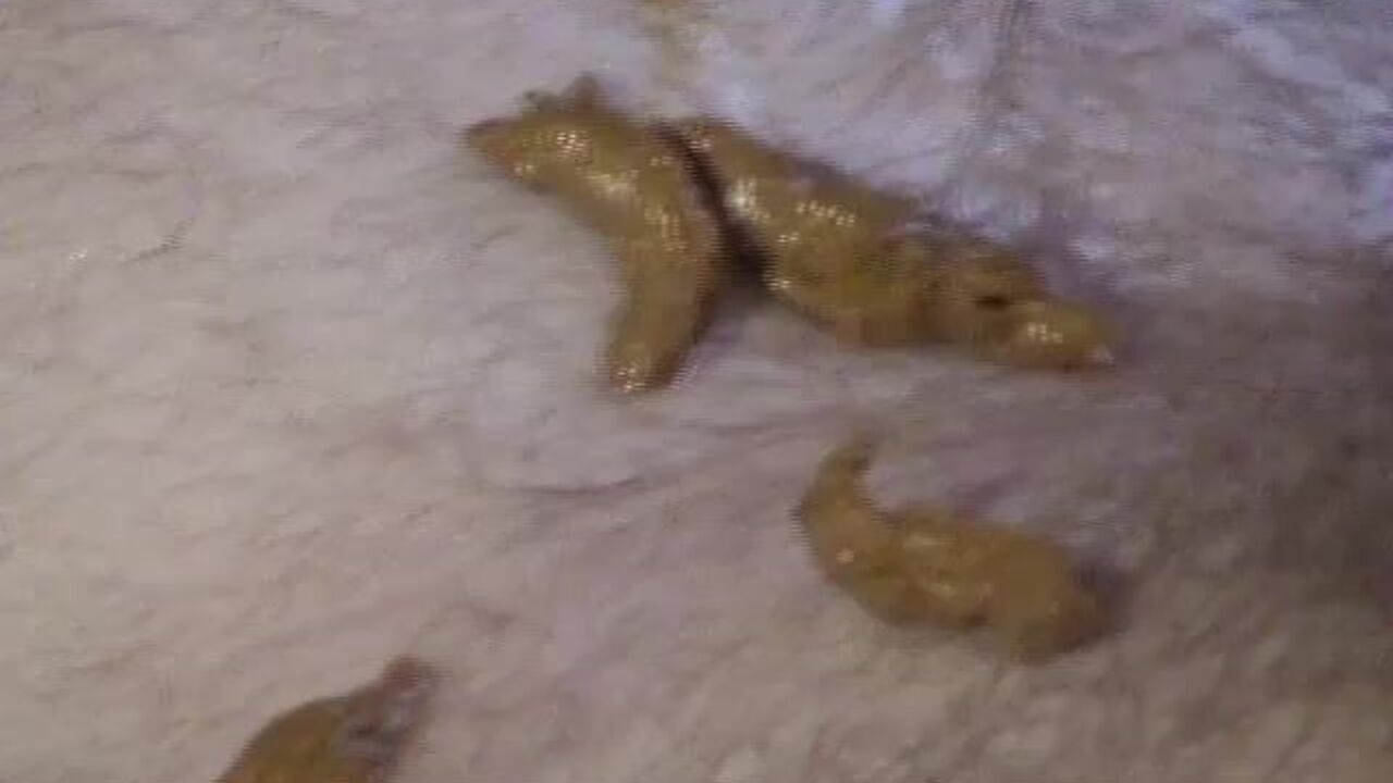 Get a close-up view of this kinky slave's scat and drool while getting her kinks fulfilled