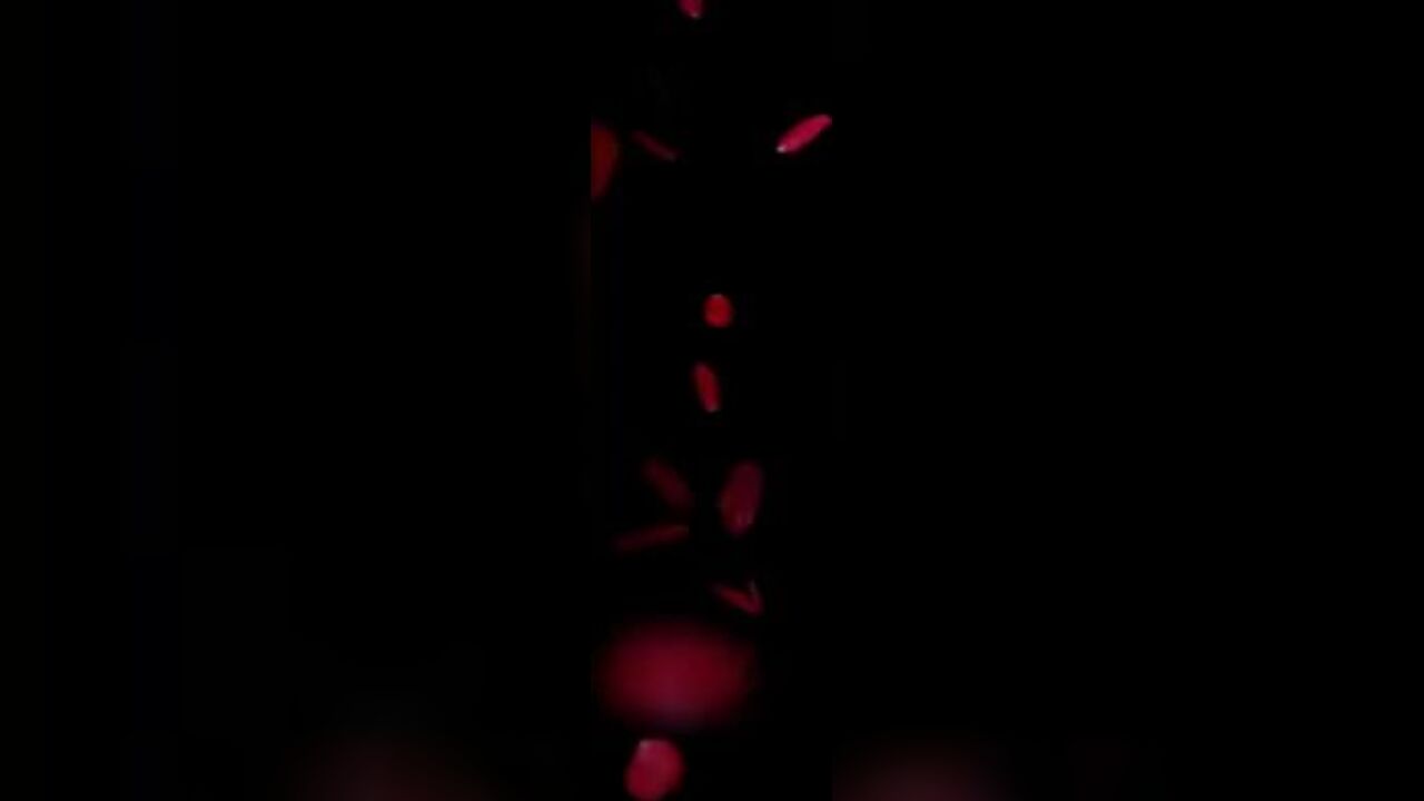 ScatLina's the Day: The Day of Shitty Secretary Lunch - A Scat-Filled Secretary Adventure