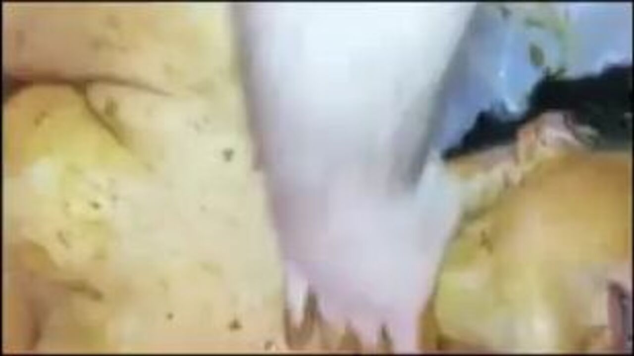 Submissive Tiger gets dominated and fisted in a terrible day