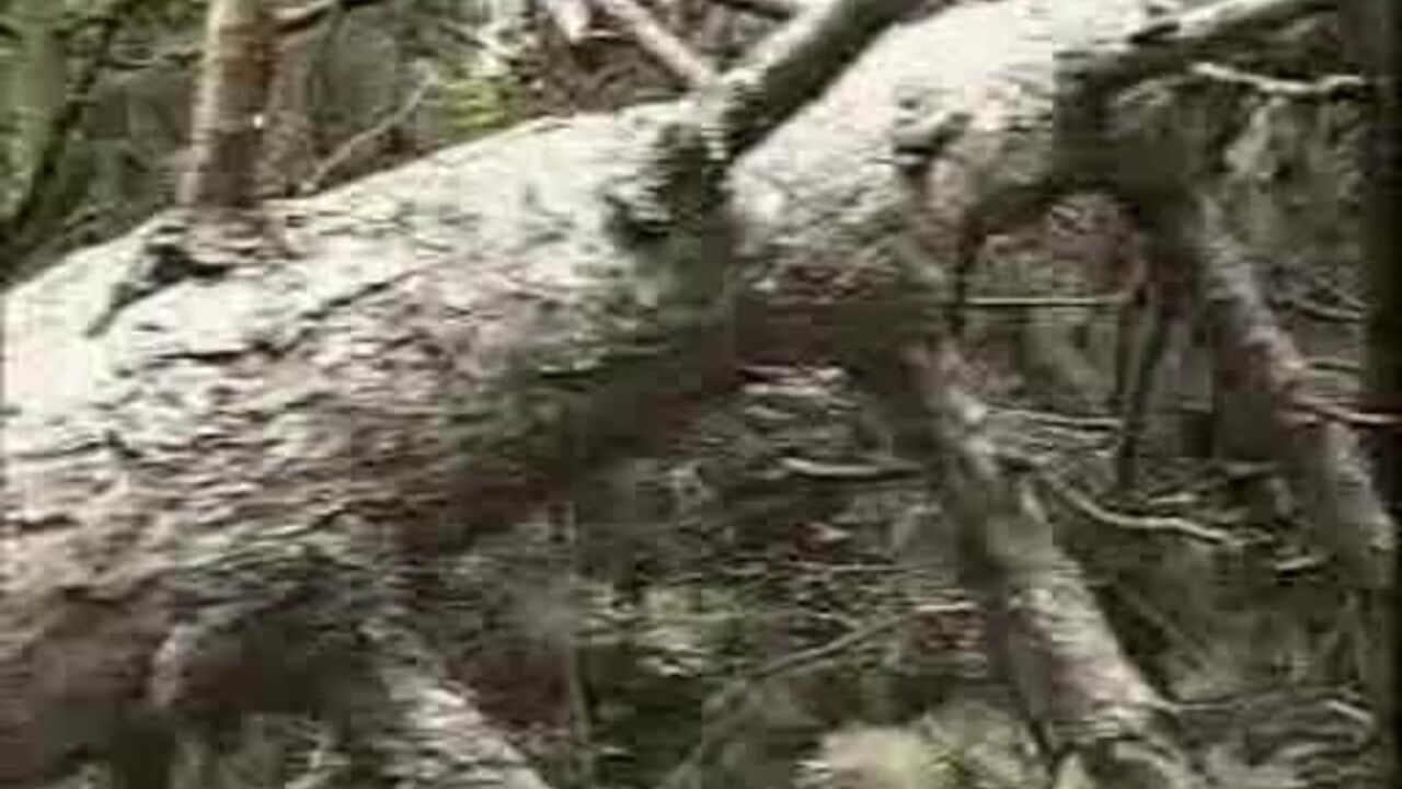 Watch this skinny teen get her pussy and ass pumped hard in the open air