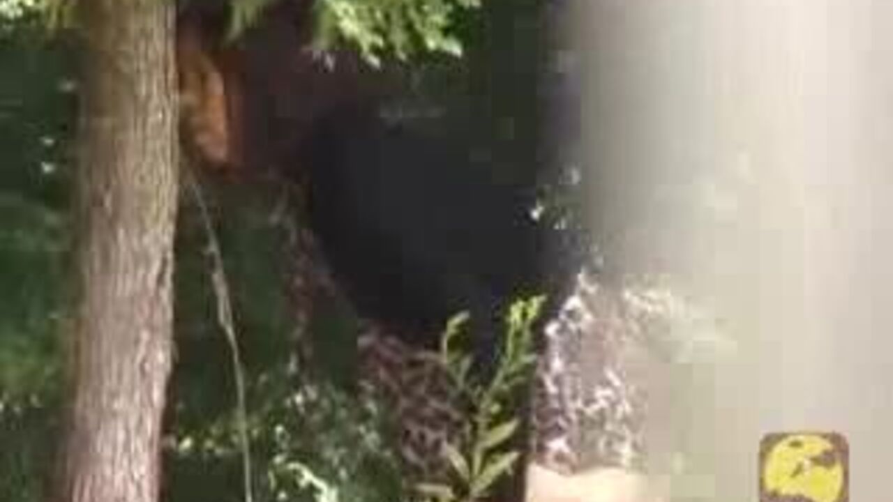 Watch this kinky slut scat in public park and get off to the scat porn