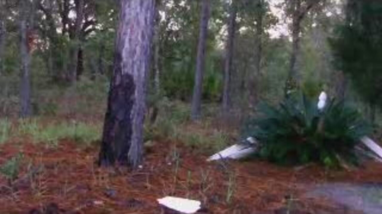 Watch this scat porn video of a poop slave getting fucked hard and dirty