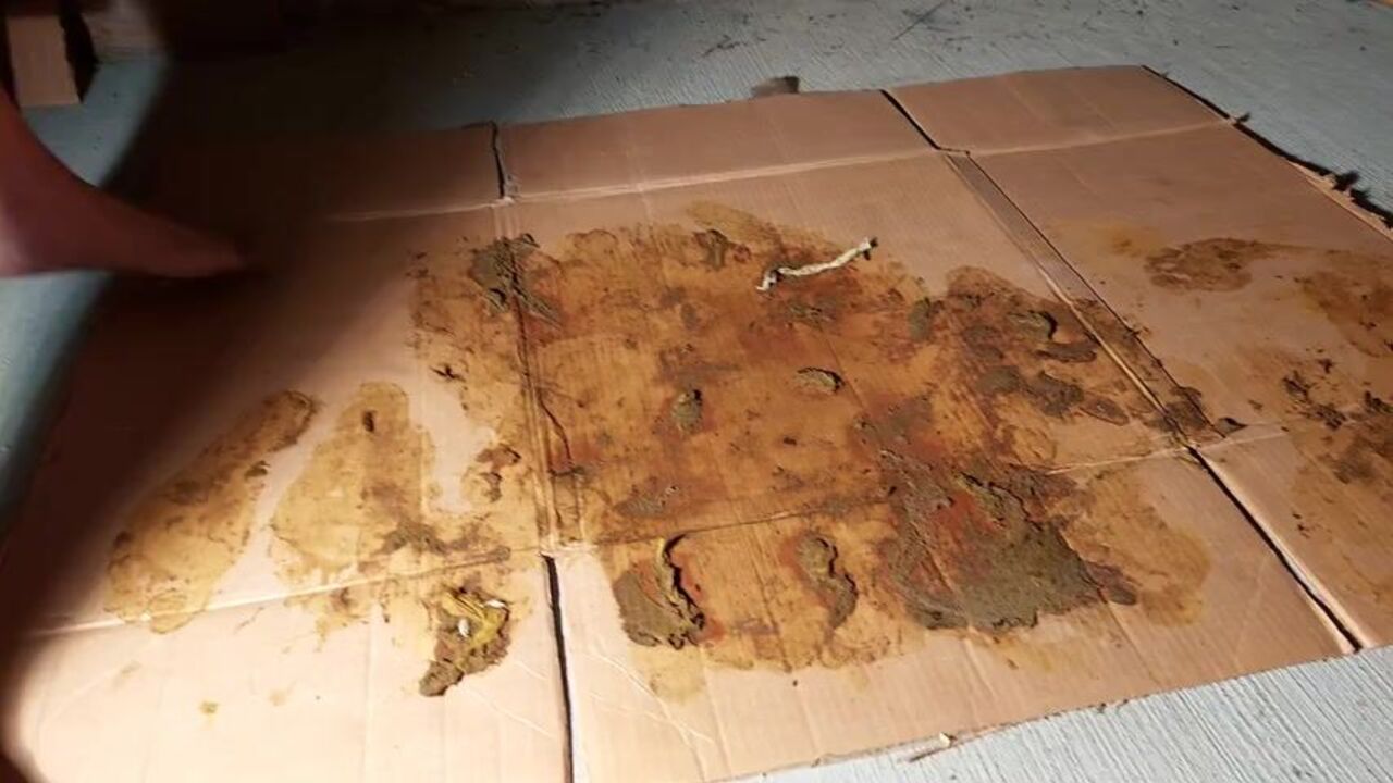 Watch this Asian teen get off on more than just feet - she's got a wild crush on Brown's pantyhose trampling and messy n