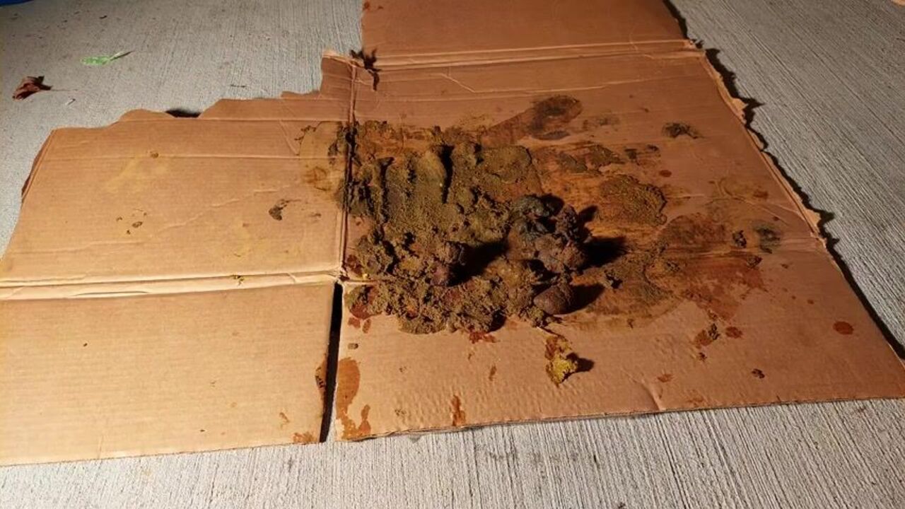 Mashing Dog's Spout: Dirty Trimmed Pantyhose and Nylon Spits