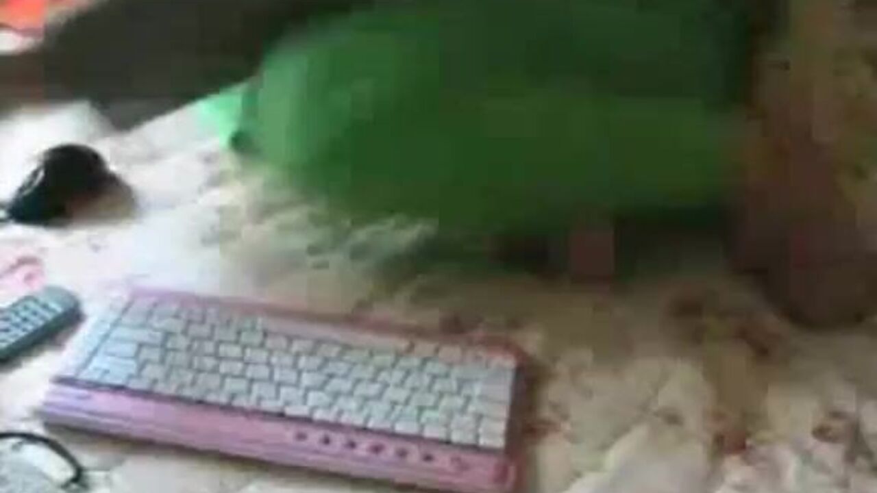 Watch these kinky scat videos that will make you drool with delight