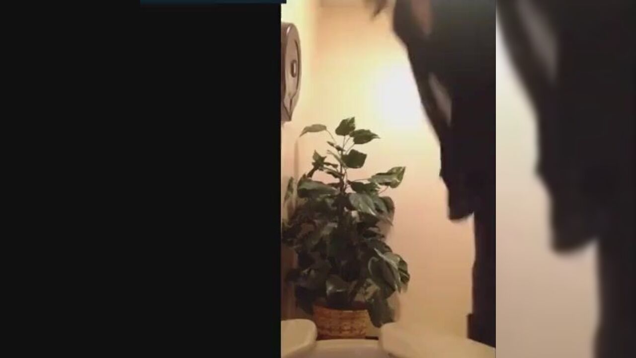 Foxyj gets a messy surprise from her drooling cats