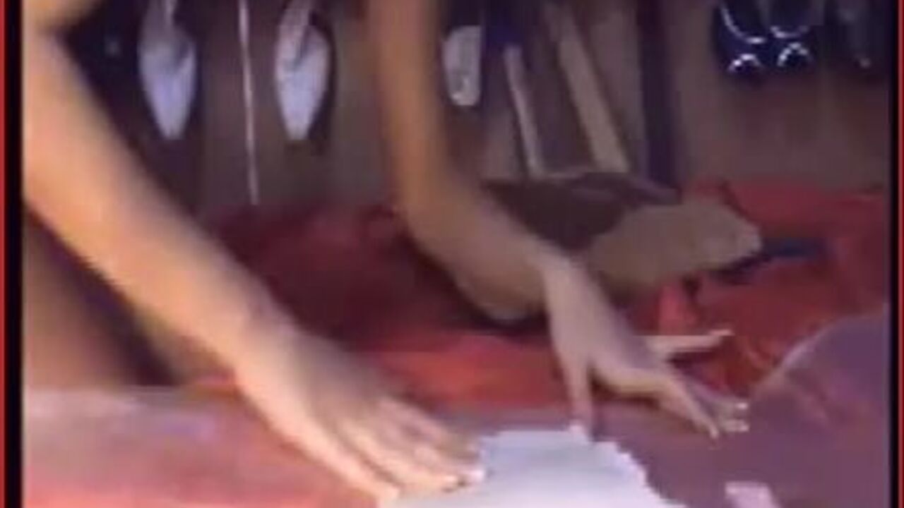 Watch these horny women get their pussies and butts stuffed with scat