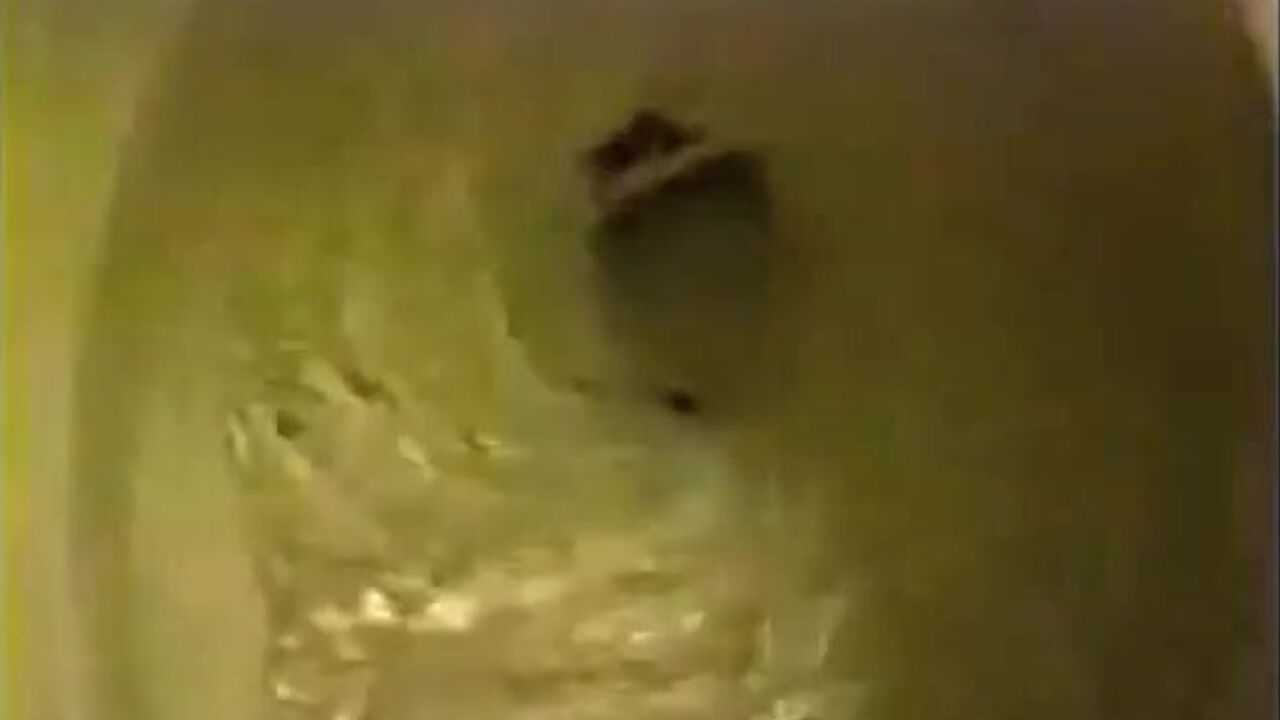 Get up close and personal with a wild brown scat party!