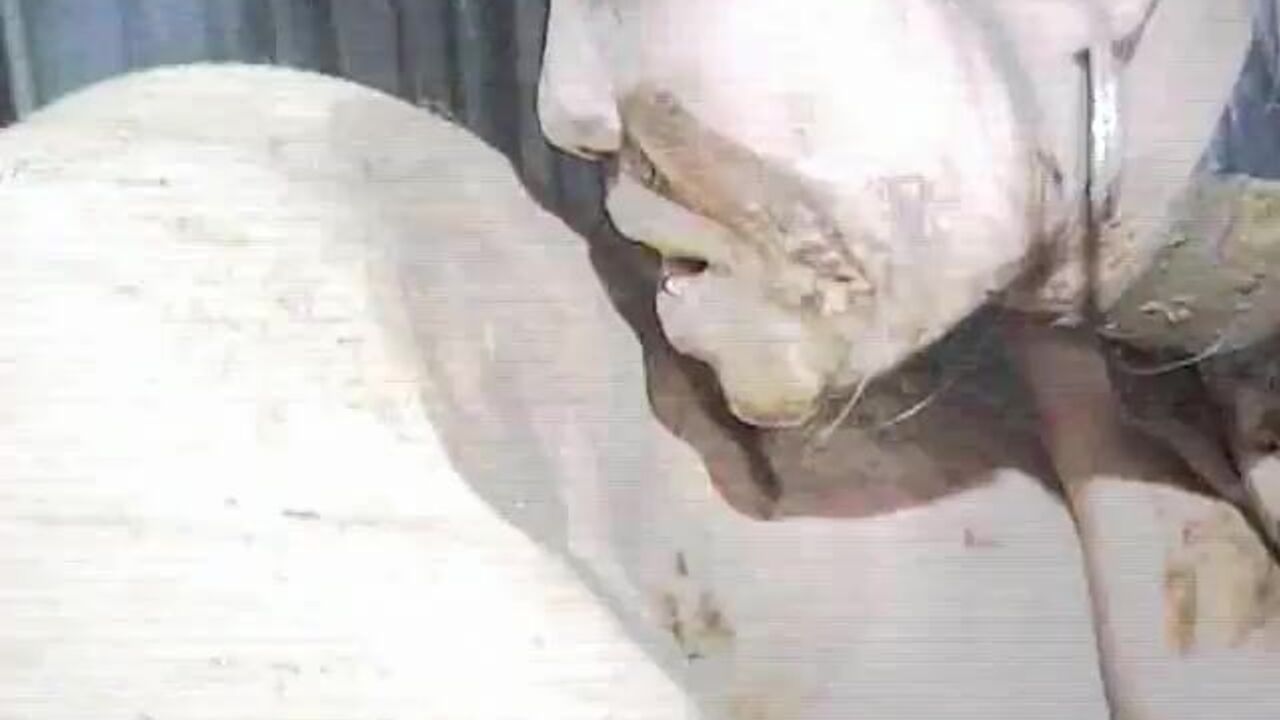 Watch this kinky Swiss babe get her scat stuffed in every hole possible