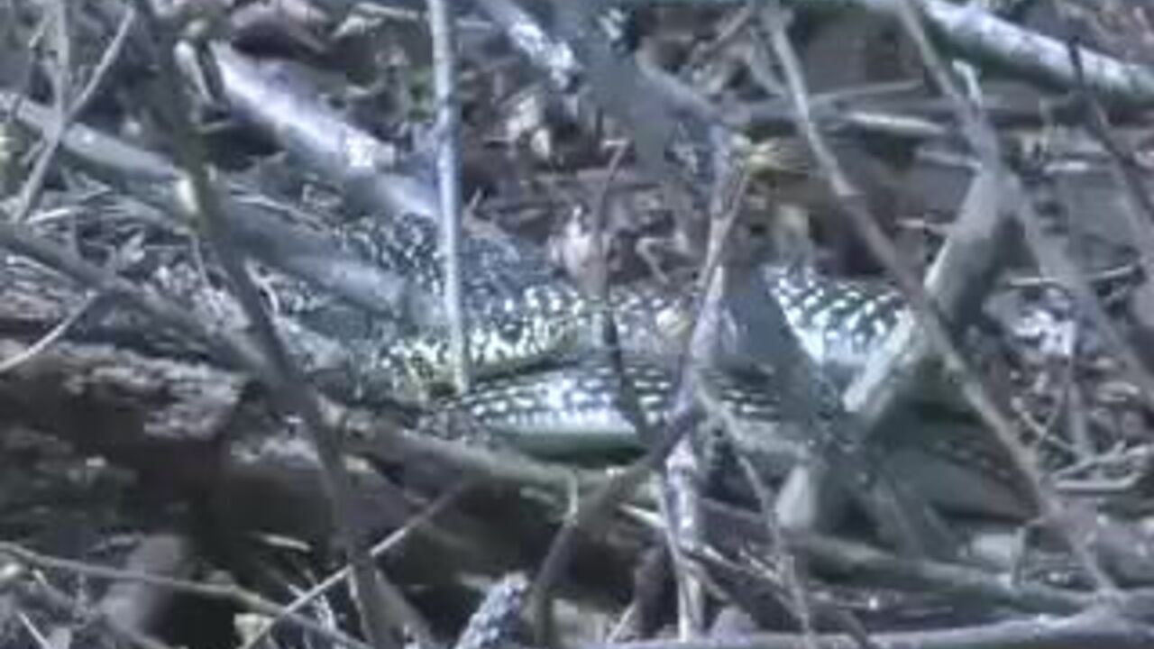 Blonde bombshell craves scat on a stump in her juicy pussy