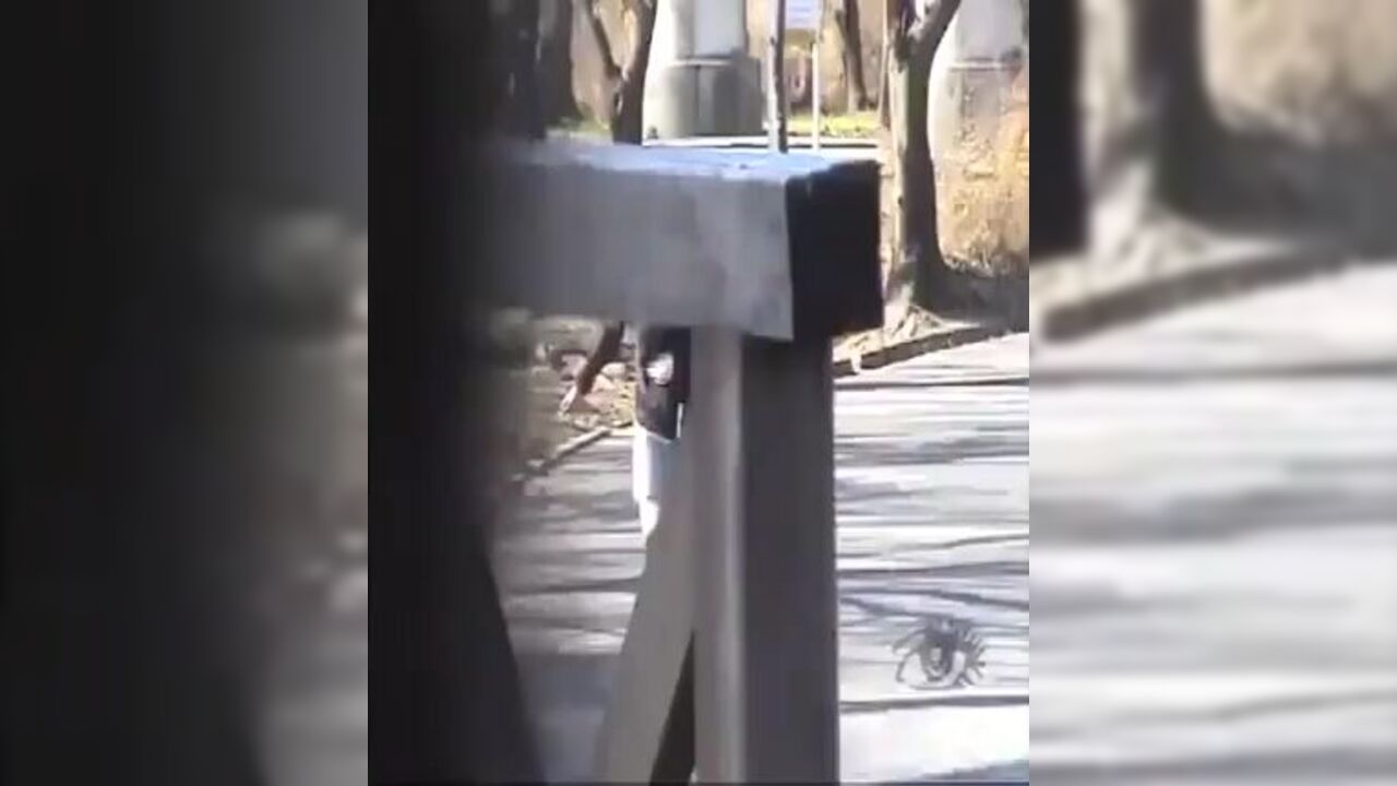 Compilation of voyeuristic scat porn - phase 1