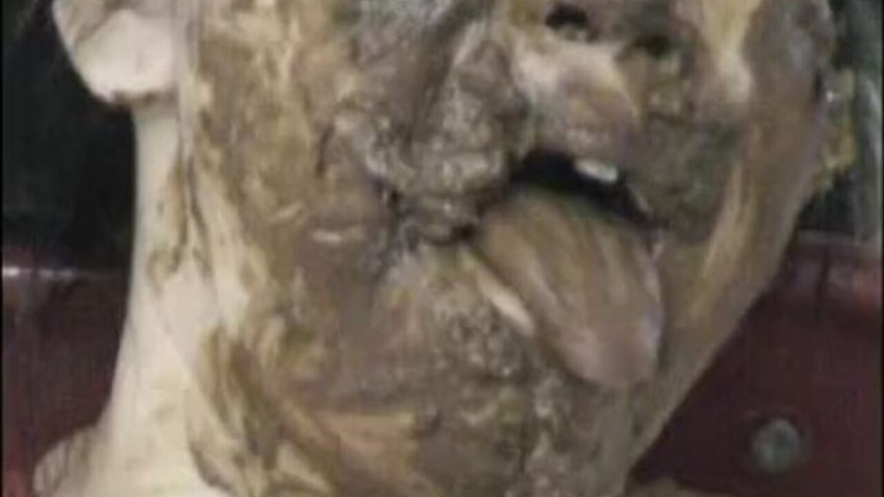 Sweet slut gets her ass filled with scat after a wild night out