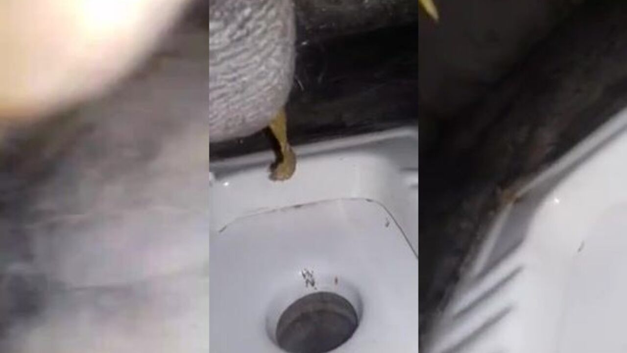 Watch me pee in my own human toilet while being a personal scat for my horny friends!