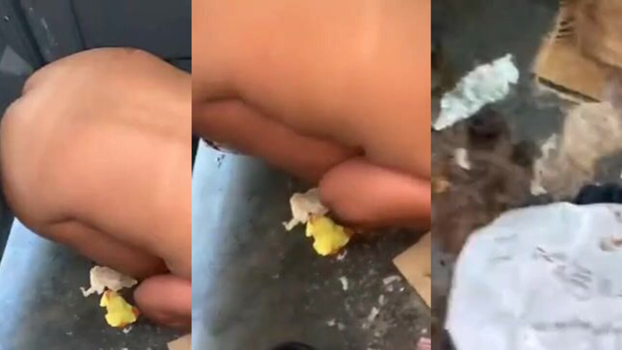 Filthy whore takes a filthy floor pounding for her worthless human toilet