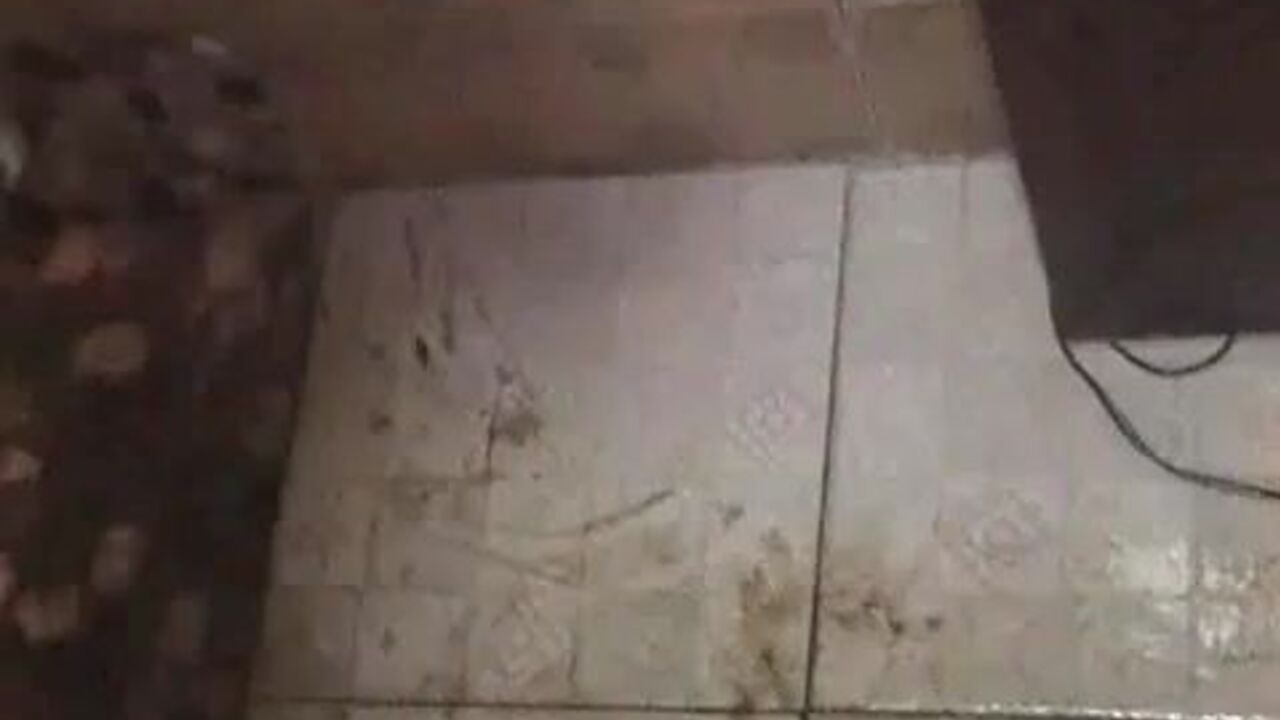 Get up close and personal with the scat of a wild honey-bee