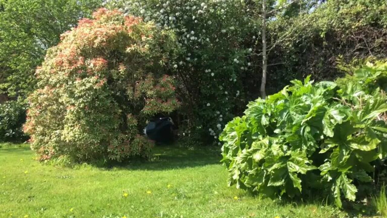 Watch this scat-loving slut get her holes drilled in the garden