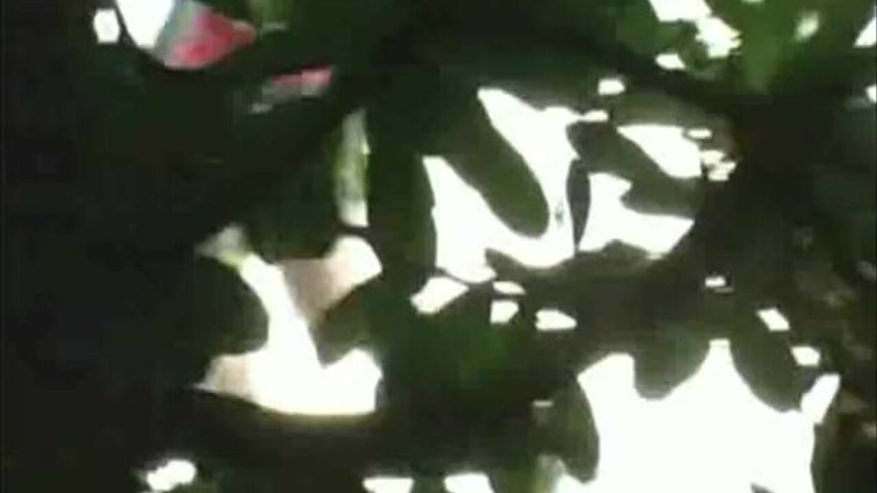 WildAssShit4: The ultimate scat porn video with a filthy slave