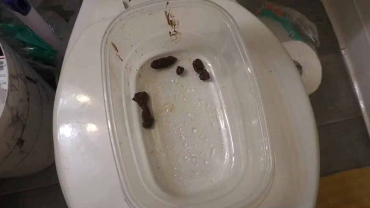 Watch as these kinky scats get devoured in this scat porn video