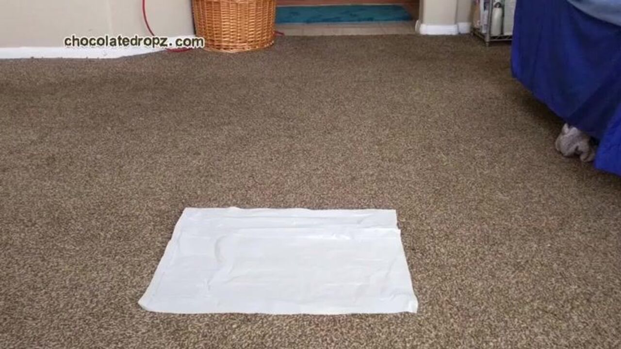 Watch this filthy black MILF scat and get off on watching her scat videos