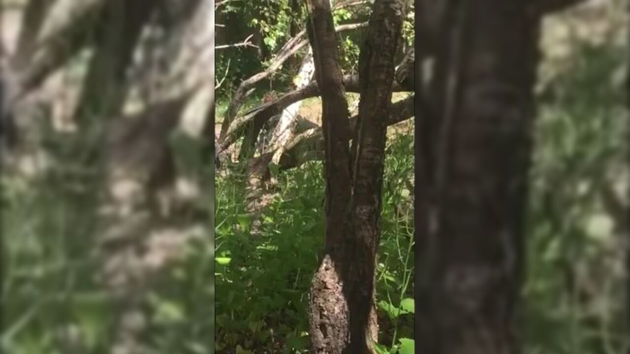 Sneaky voyeur caught fucking a slut in a secret scat video