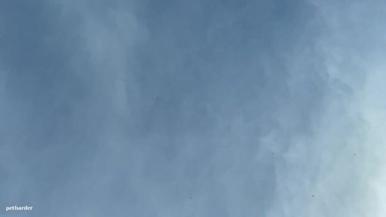 Watch as L1nd4 and Shitting on a Windshield gets a wild ride