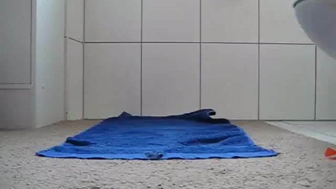 Get a taste of the Sweeter Side of Chocolate - 5 Scat Slaves & Their Erotic Fantasies