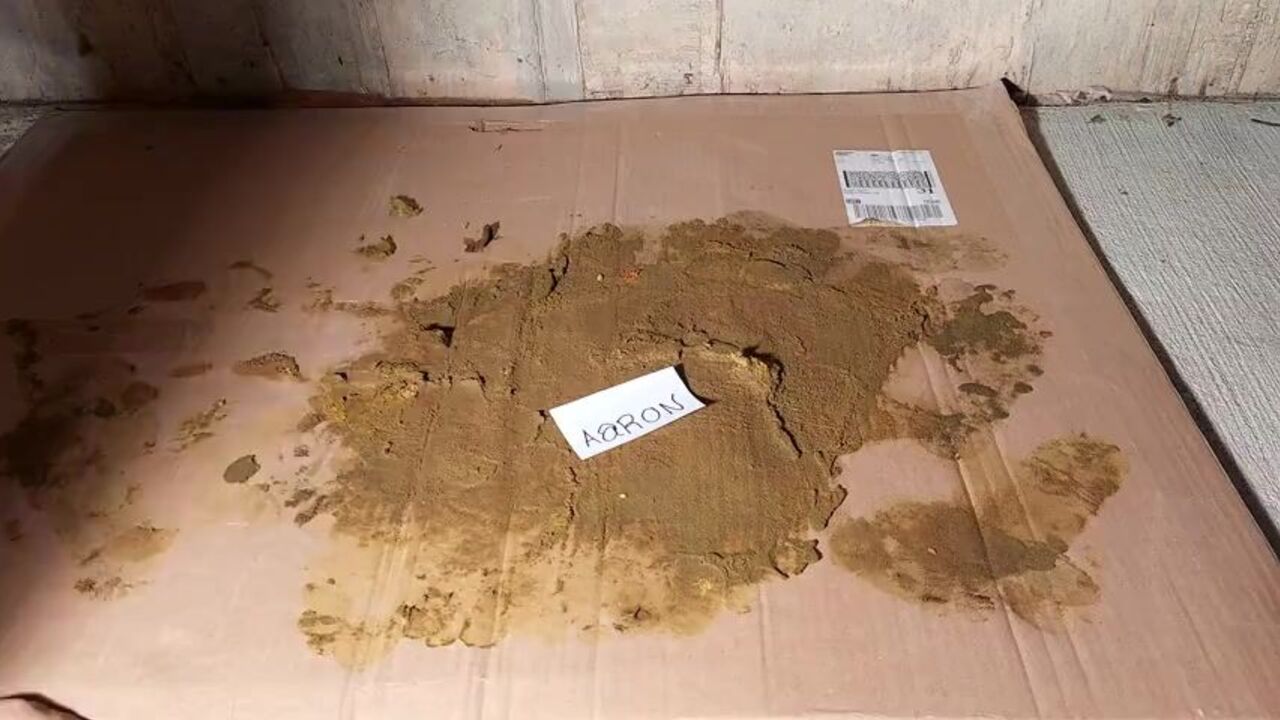 Watch this teeny slut crush the stupid and messy Aaron in her filthy pantyhose