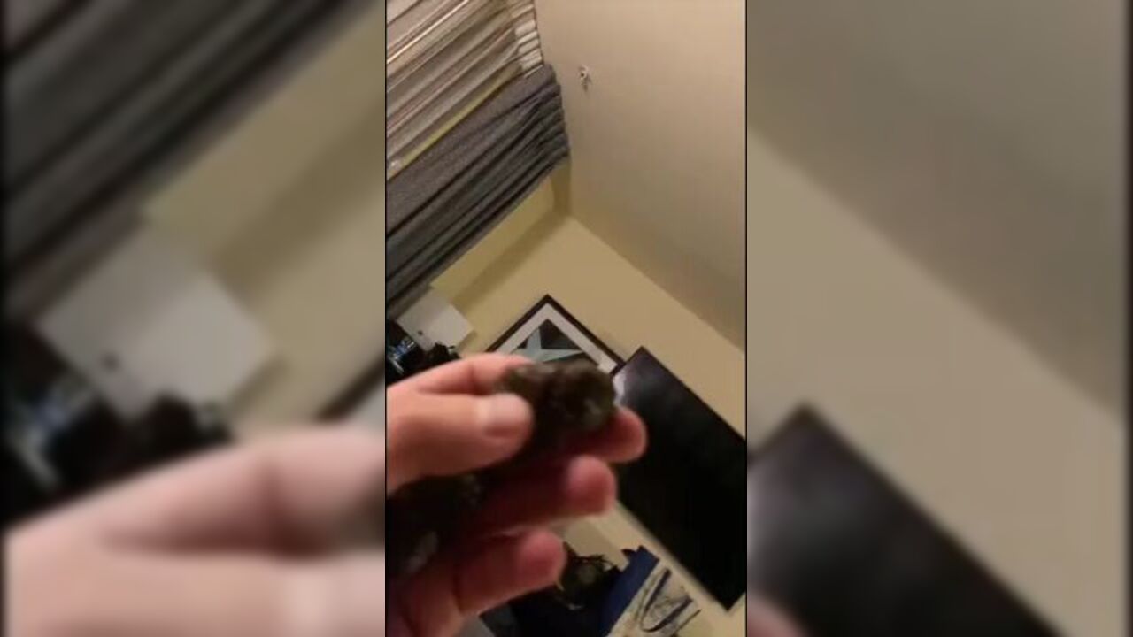 Interracial slave gets her ebony scat examined and punished