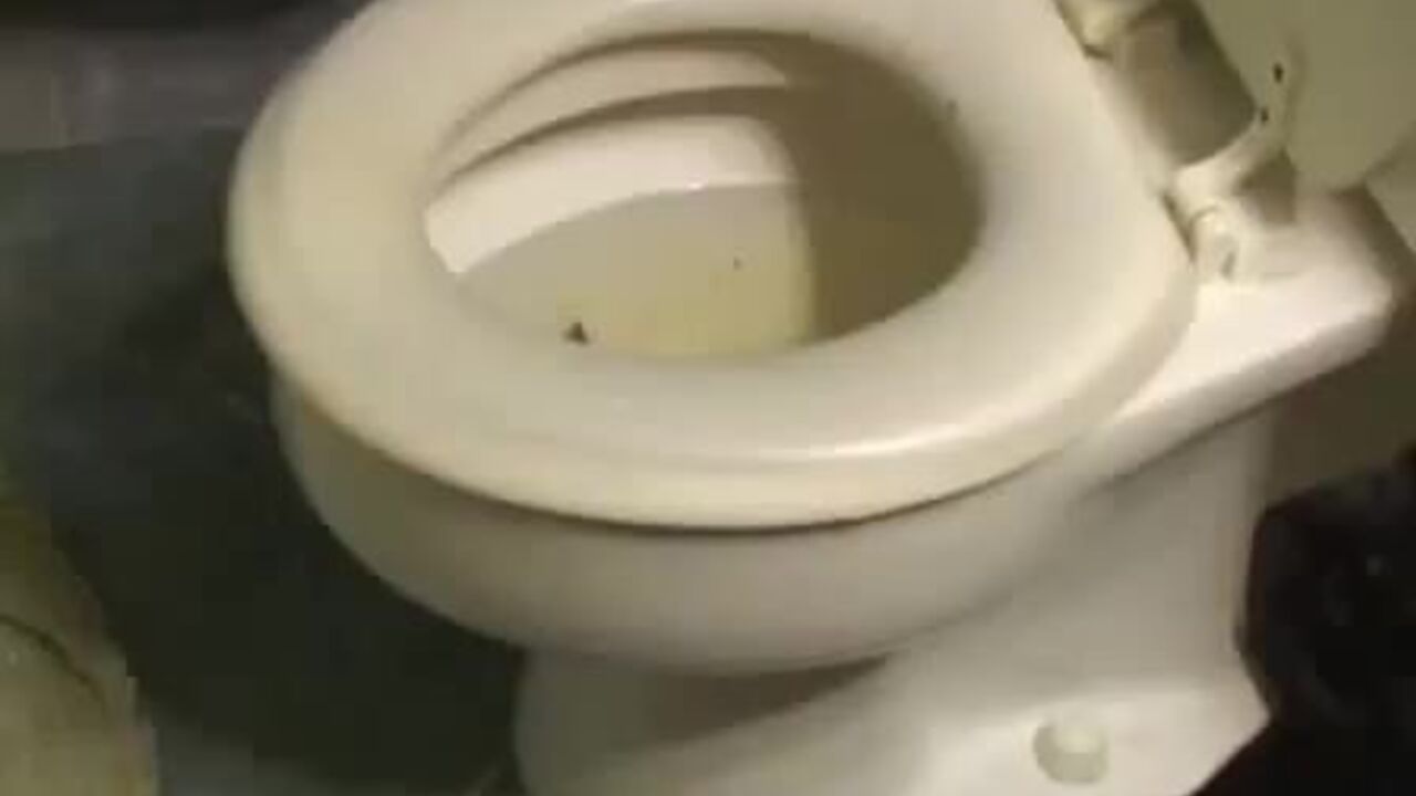 Get ready for some kinky scat play with this scat porn video