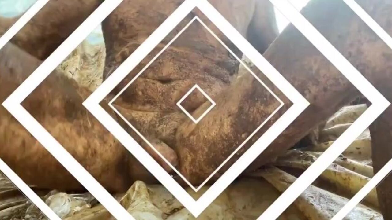 Get ready for a filthy ride as these scat-loving pigs get off with dildos and kinky toys