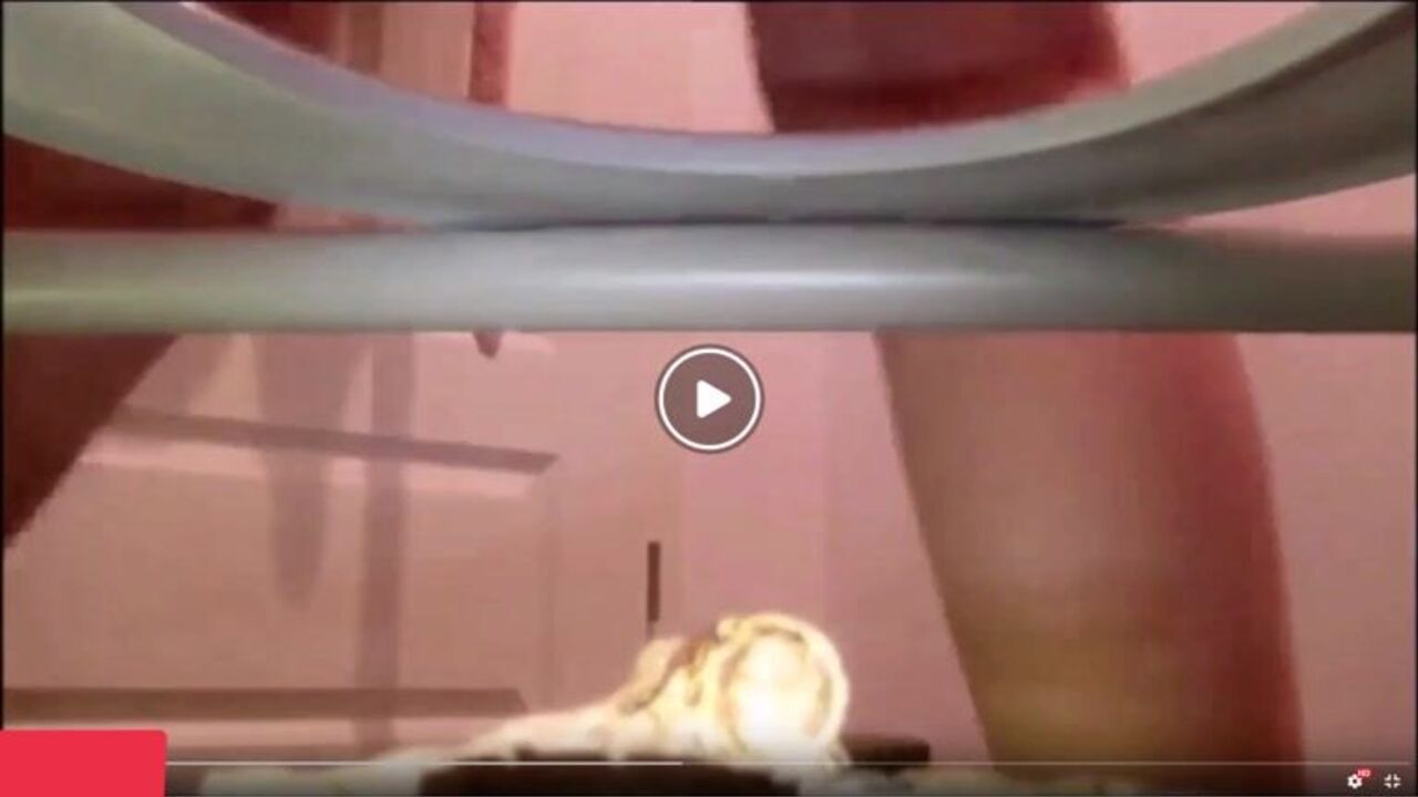 Watch Poop Fetish Slave Get Hard Fucked in a Scat Fetish Porn Video