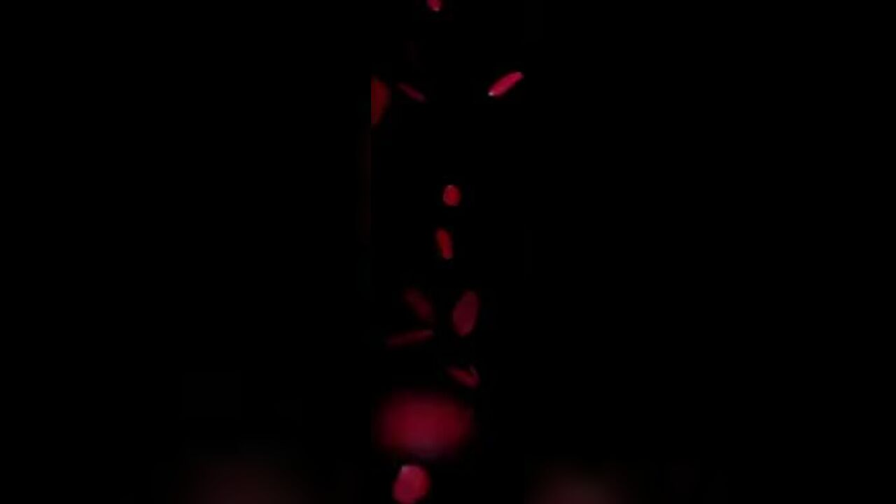 Crazy Scat freak devours and eats her own filth