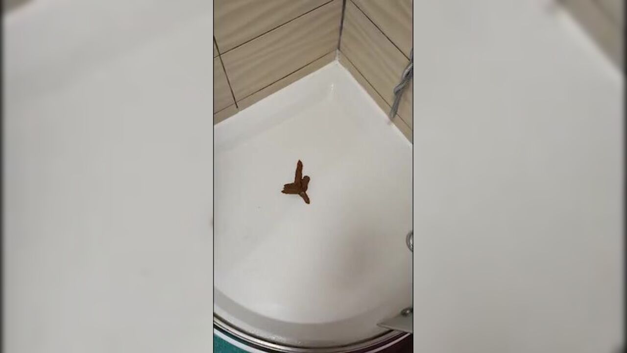 LovePoopME smothers herself and cums on pooped feet and hands