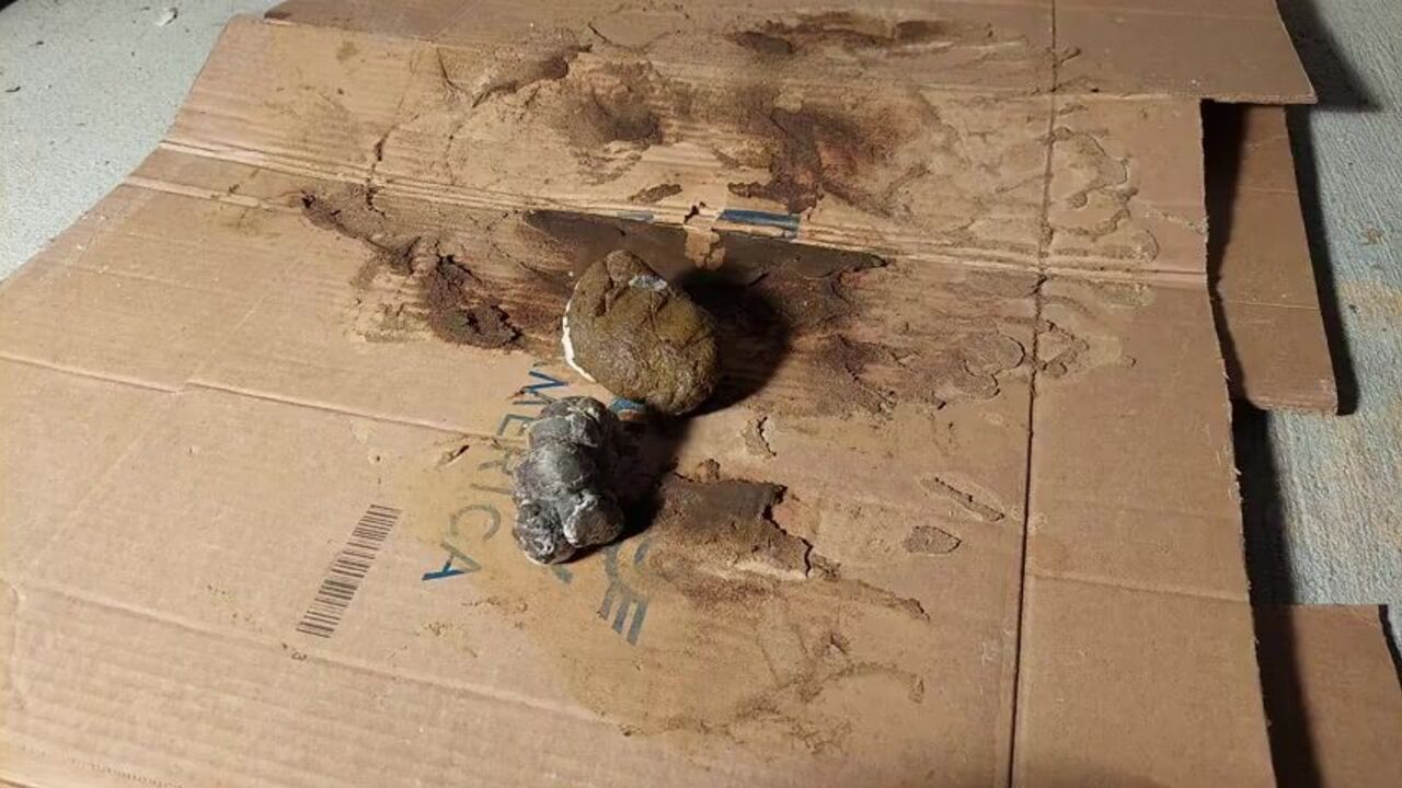 Watch this dirty Asian teen get her pantyhose ripped apart by a massive black dong