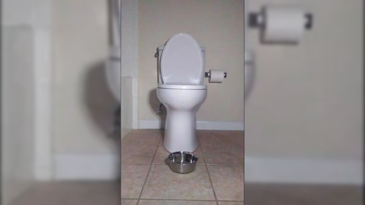 Kaviar guy smashes his way through the bathroom with scat & feces