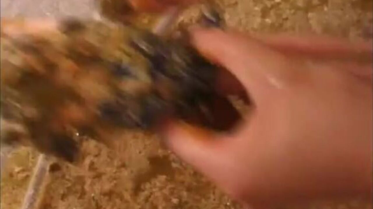 Part 3 of Shitty Doll's kinky toy collection - Asian doll gets scat and vomit treatment