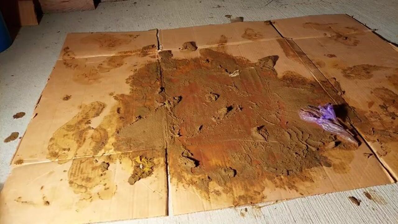 Brown Nylons socks are a filthy foot fetish delight!