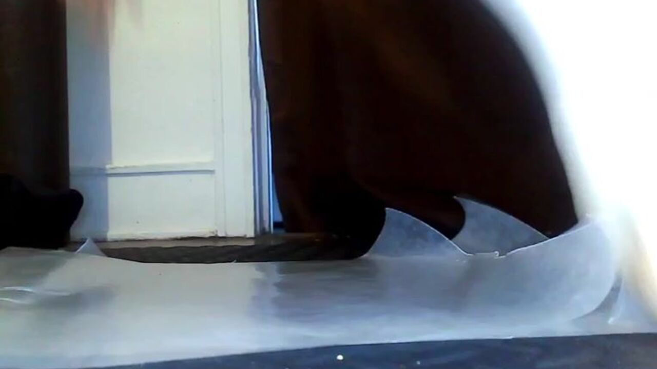 Watch this slutty scat girl get her holes drilled while she eats her own damn seeds!