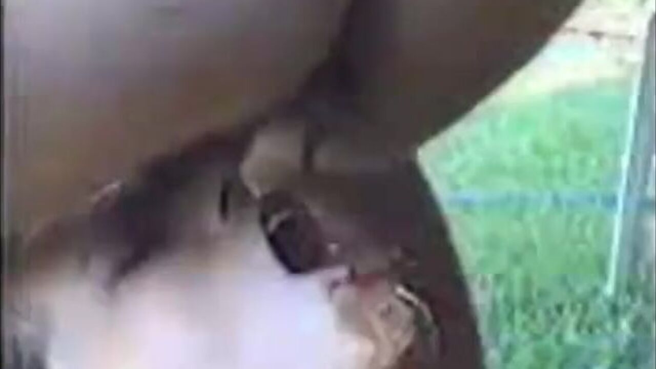 Watch this filthy slut get her mouth wide open for some loose, hot, and human toilet action!