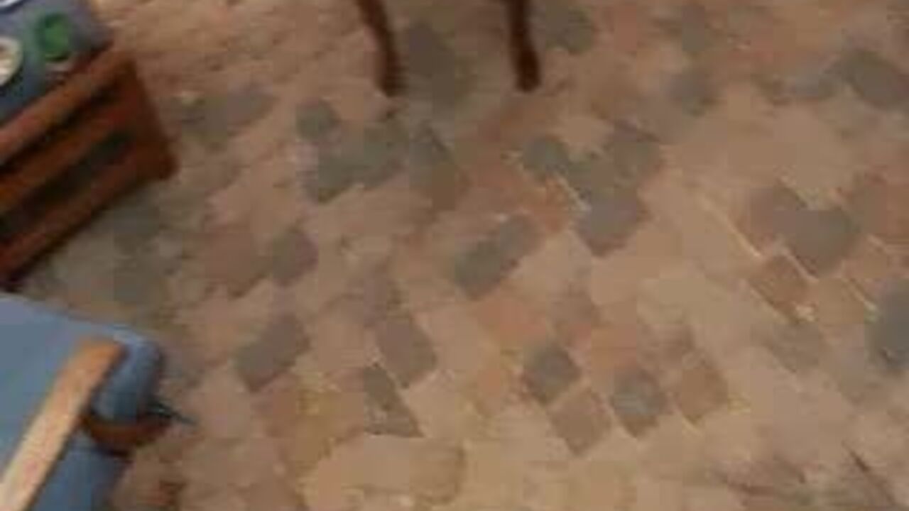 Watch as filthy sluts eat scat for their dad in this 2-part scat video!