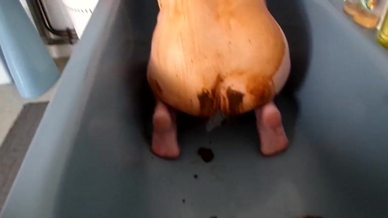 Watch this filthy slut scat and get off with her master's help in Sam's 1137 video