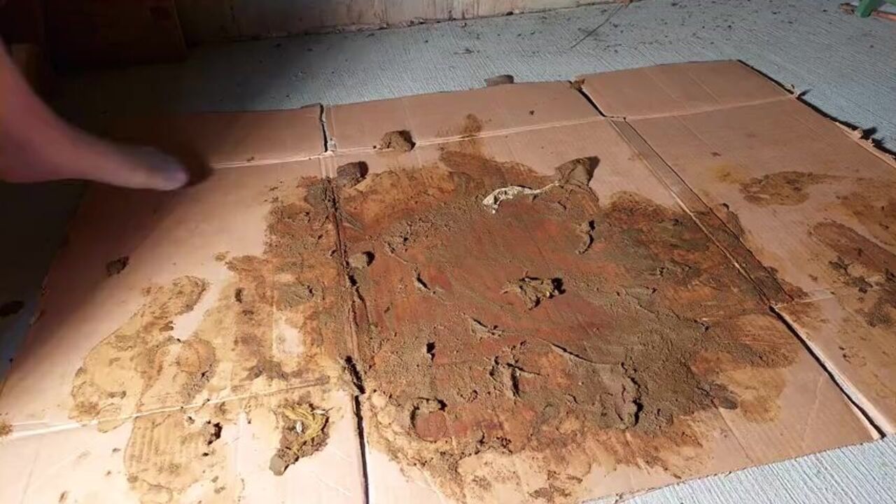 Grey Nylons socks vs. Brown Dog: A steamy footjob in pantyhose