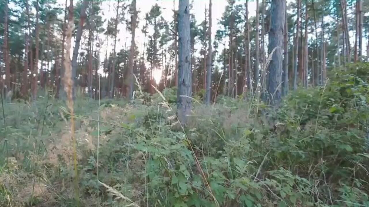 Watch this scat porn video of a big poop slut getting her pussy drilled in the woods