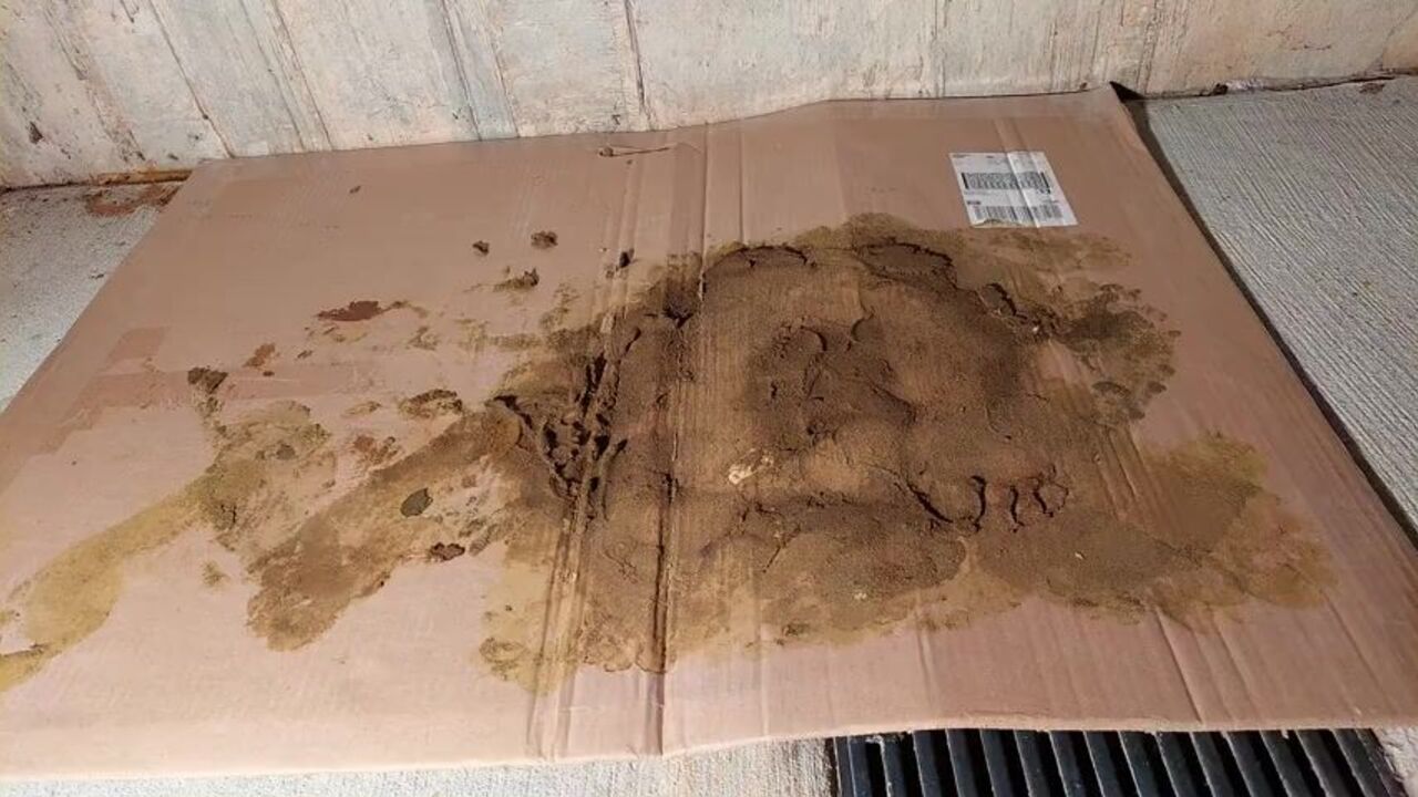 Watch Nylons MILF Stuck in Dog F**k with Pantyhose and Feet in a Trampling Frenzy