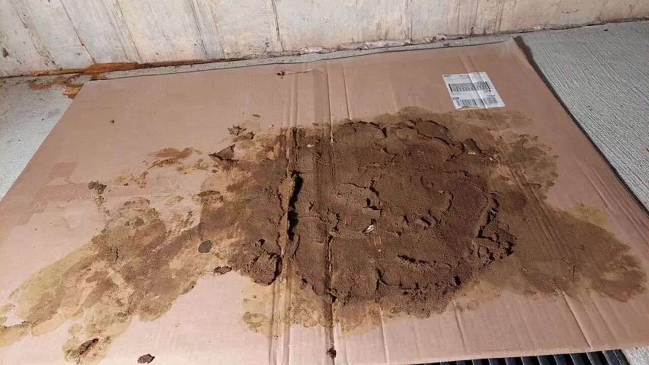 Nasty Asian Brown Dog gives a sloppy footjob and trampling to a lucky guy