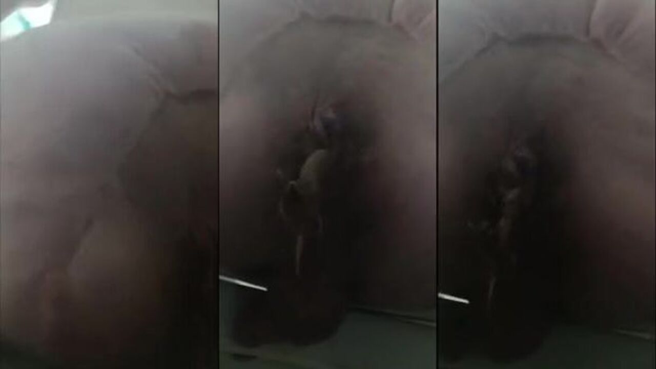 Get ready for a wild and filthy scat session with testeeeeeeeeeeee