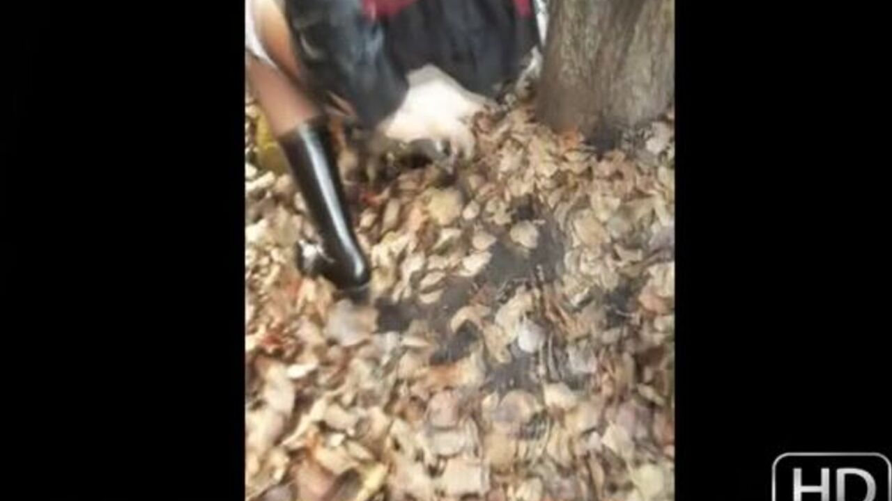 Watch these filthy scat videos as they get down and dirty with each other